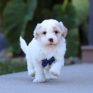 Skip, a cream and white, male, Goldendoodle puppy, Goldendoodle puppy for sale, Goldendoodle puppy for sale in Ohio.