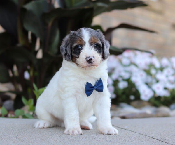 Spencer - Image 9