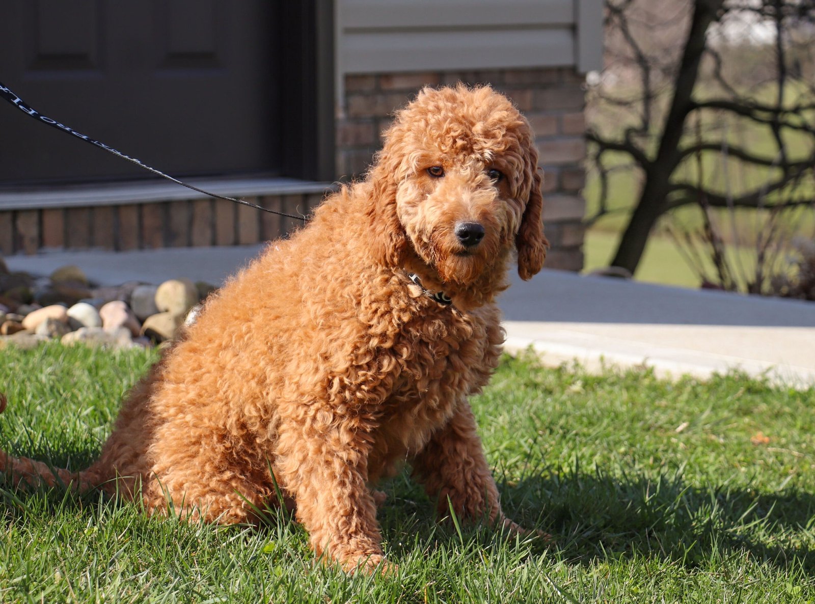 Cheyenne 30lbs F1 Mini LD Cheyenne 30lbs F1 Mini LD