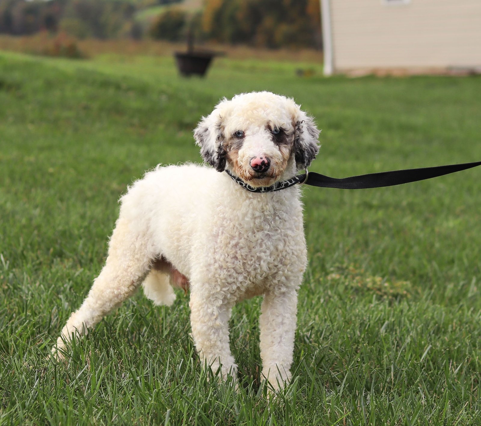 Hawkeye-22 lbs (2) Hawkeye-22 lbs (2)