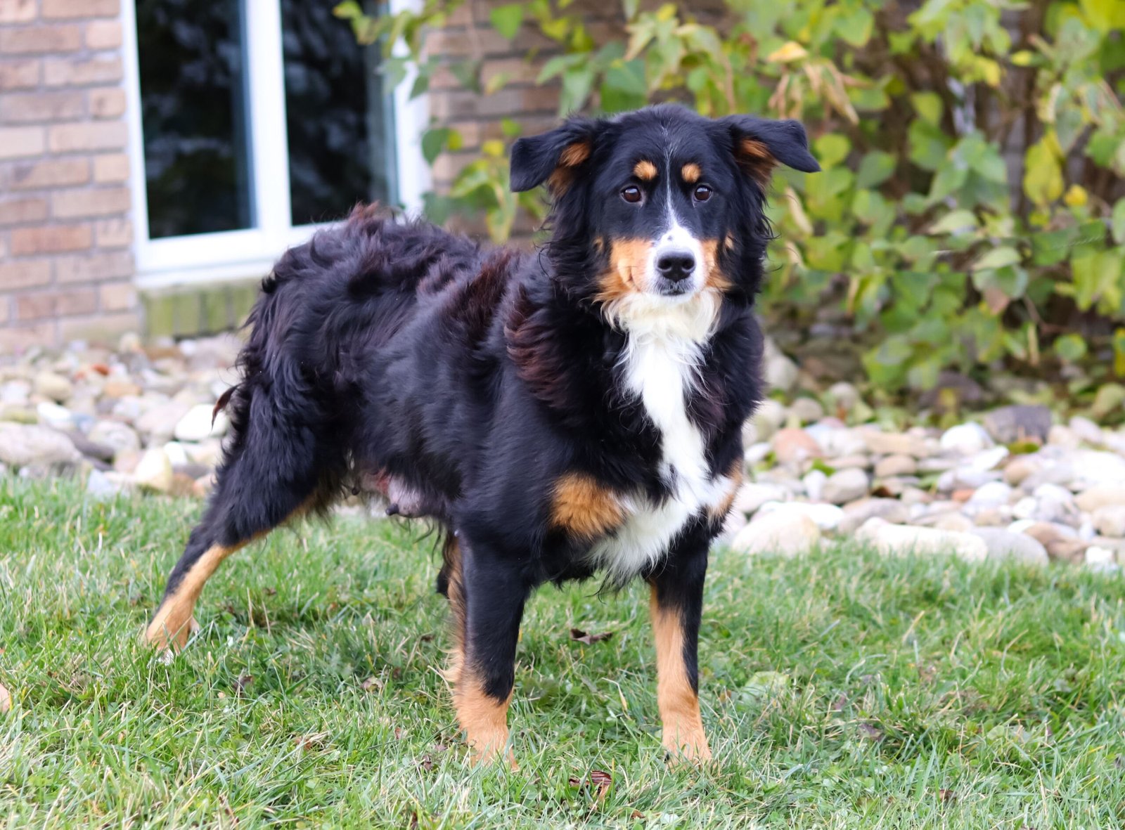 Heather 60lbs -playful and loving -1 Heather 60lbs -playful and loving -1