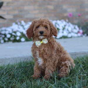 Mason