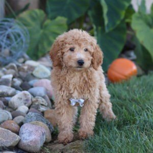 Murphy