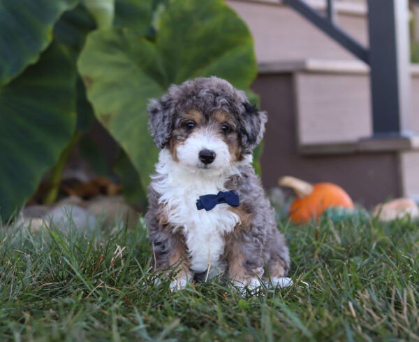 Sammy - Image 3