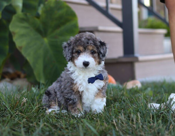 Sammy
