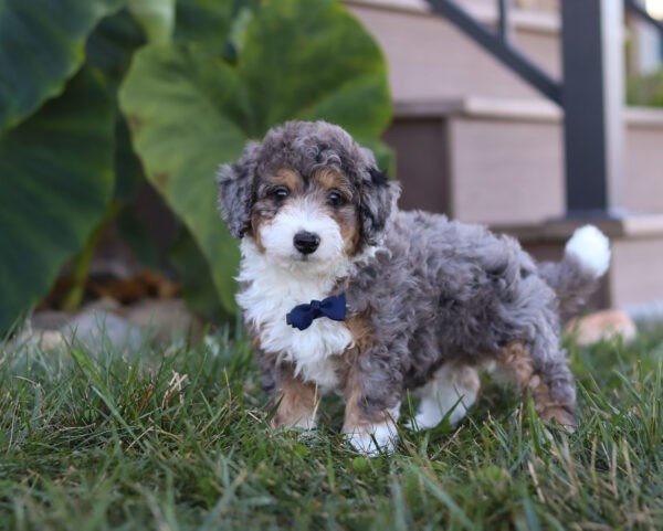 Sammy - Image 4