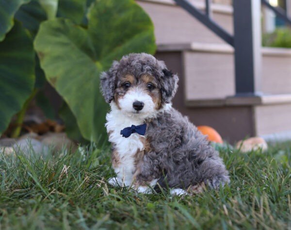 Sammy - Image 6
