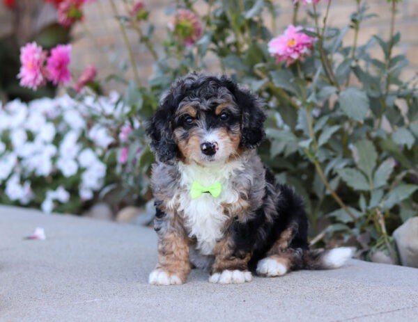 Sawyer - Image 4