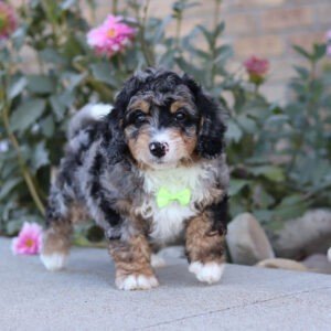 Sawyer