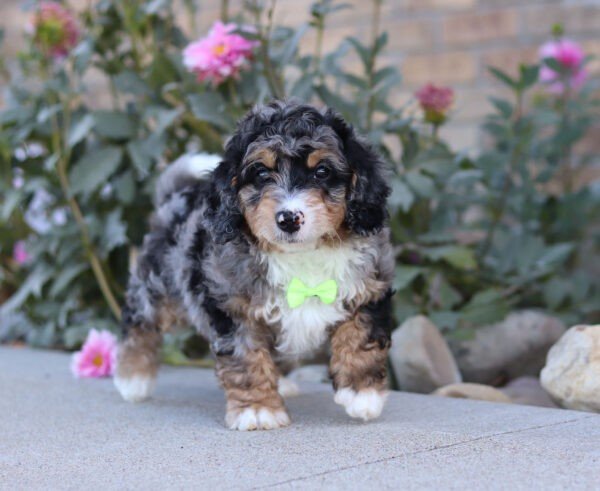 Sawyer