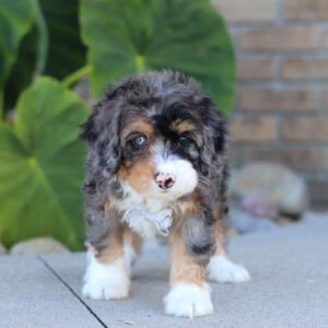 Scout