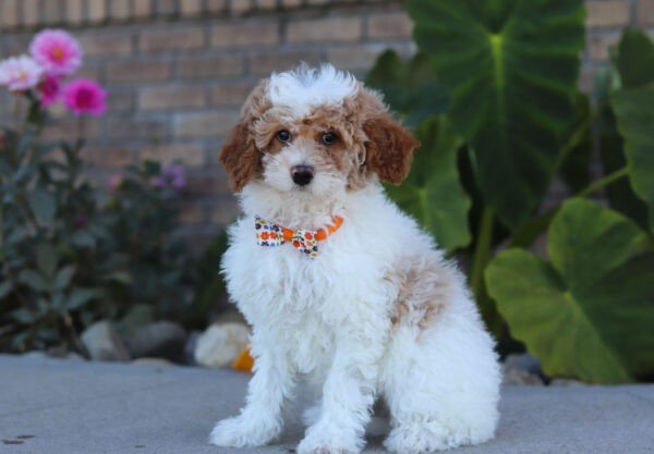 Scout