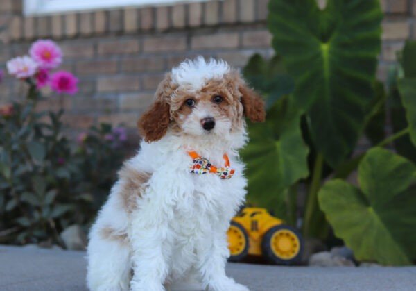 Scout - Image 8