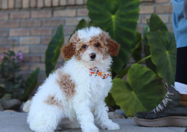 Scout - Image 4