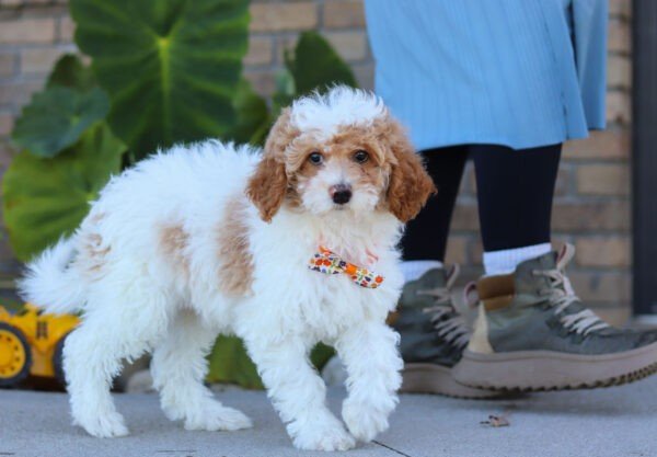 Scout - Image 3