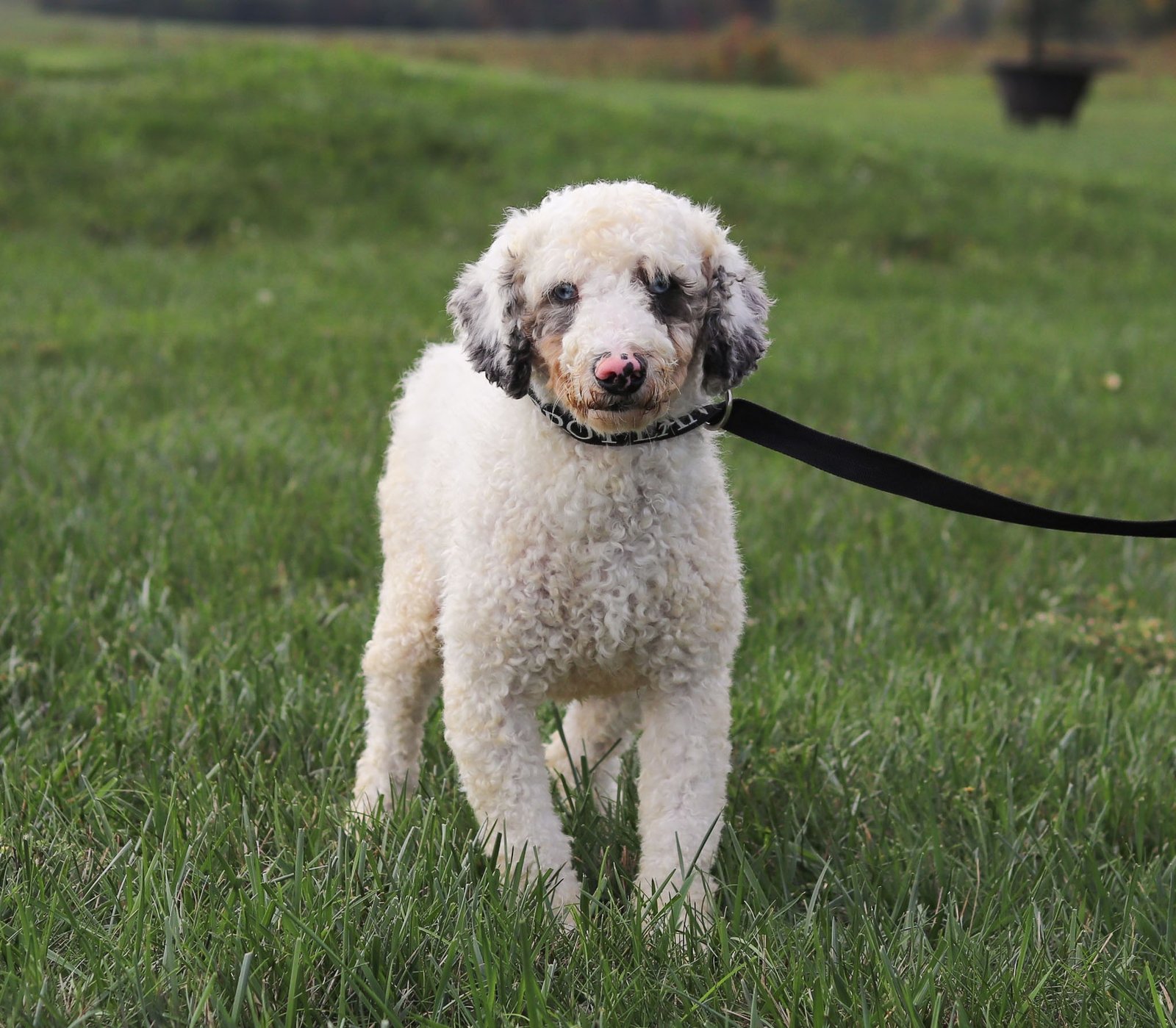 Hawkeye-22 lbs (3) Hawkeye-22 lbs (3)