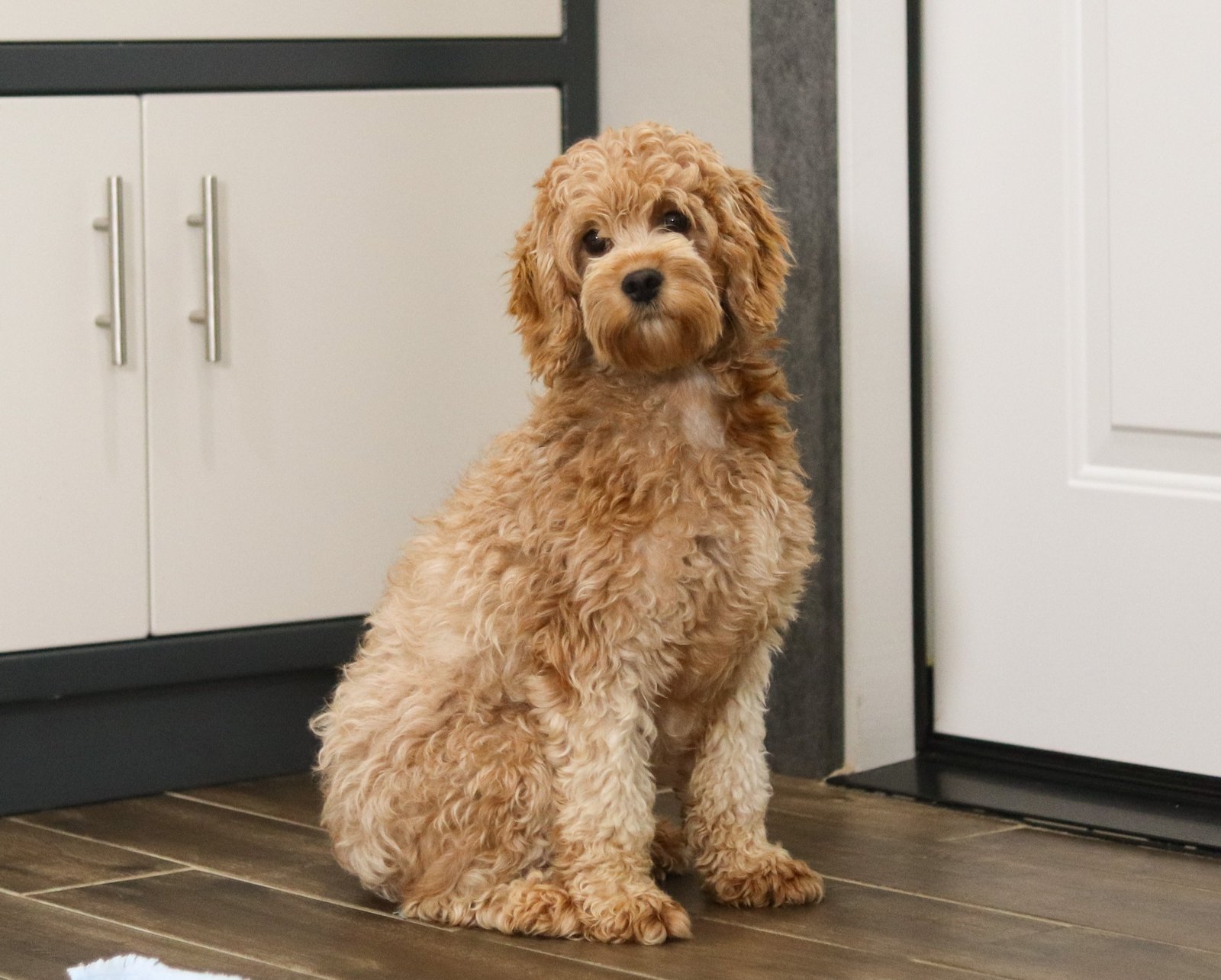 Jody F1-Cavapoo 18lbs. Friendly-Easy Going -1