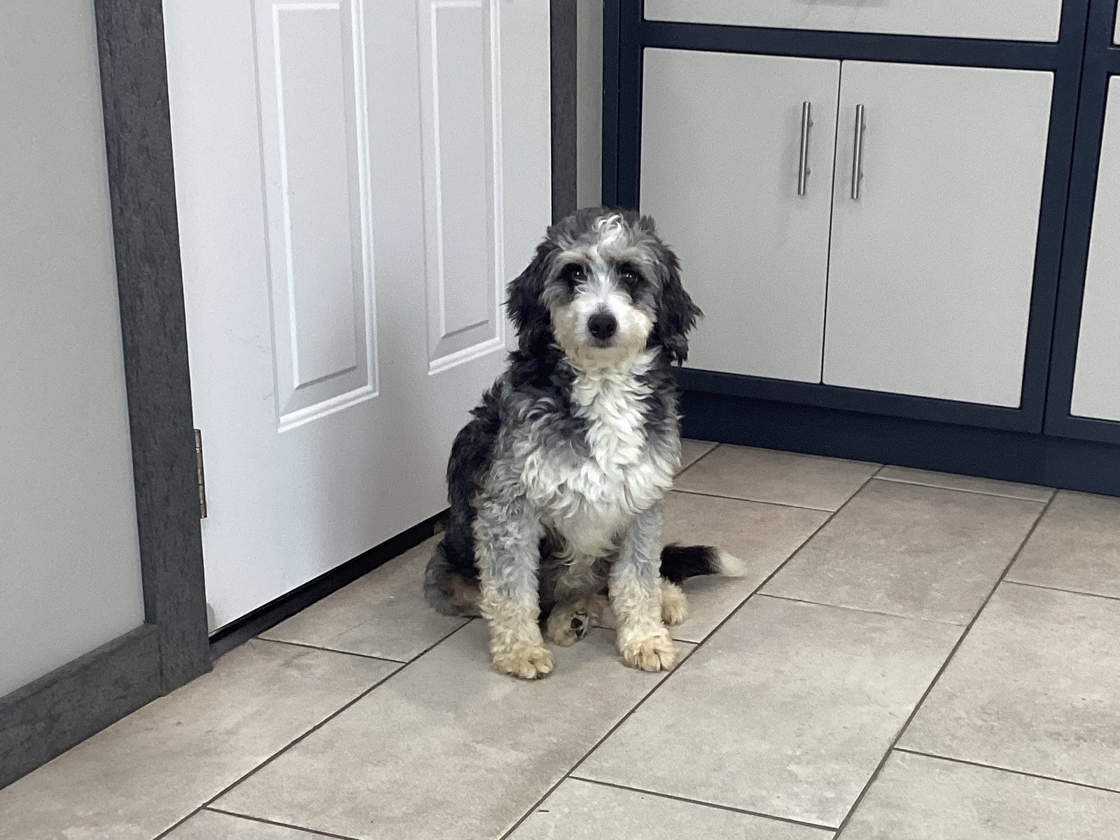 Lucille Mini Bernedoodle 28Ibs. 4.11.2023 Lucille Mini Bernedoodle 28Ibs. 4.11.2023