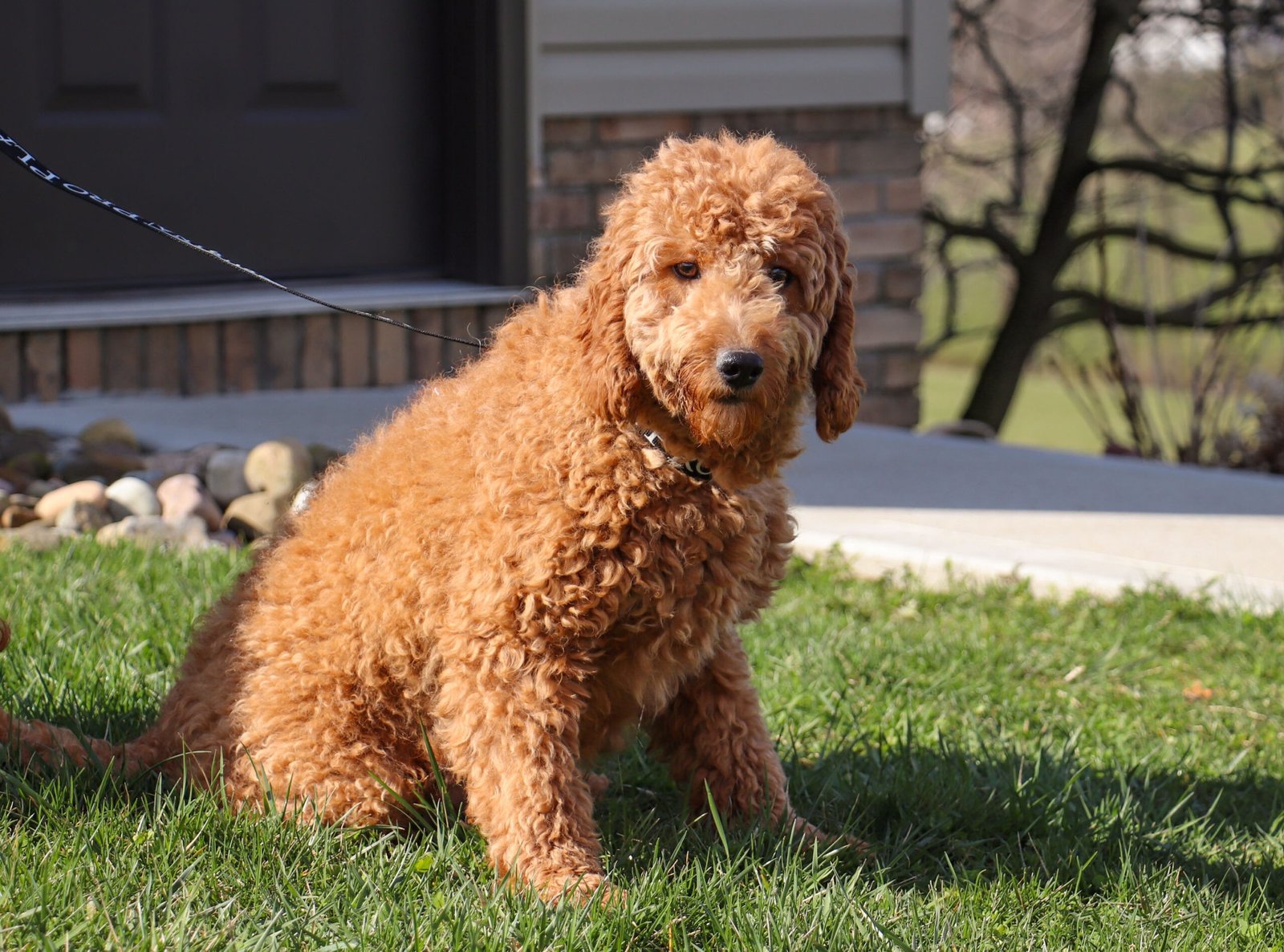 Cheyenne 30lbs F1 Mini LD