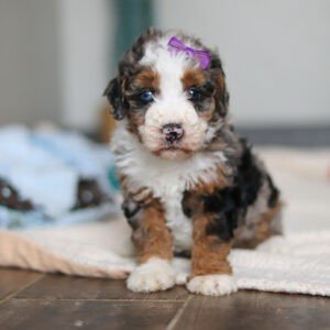 Daisy