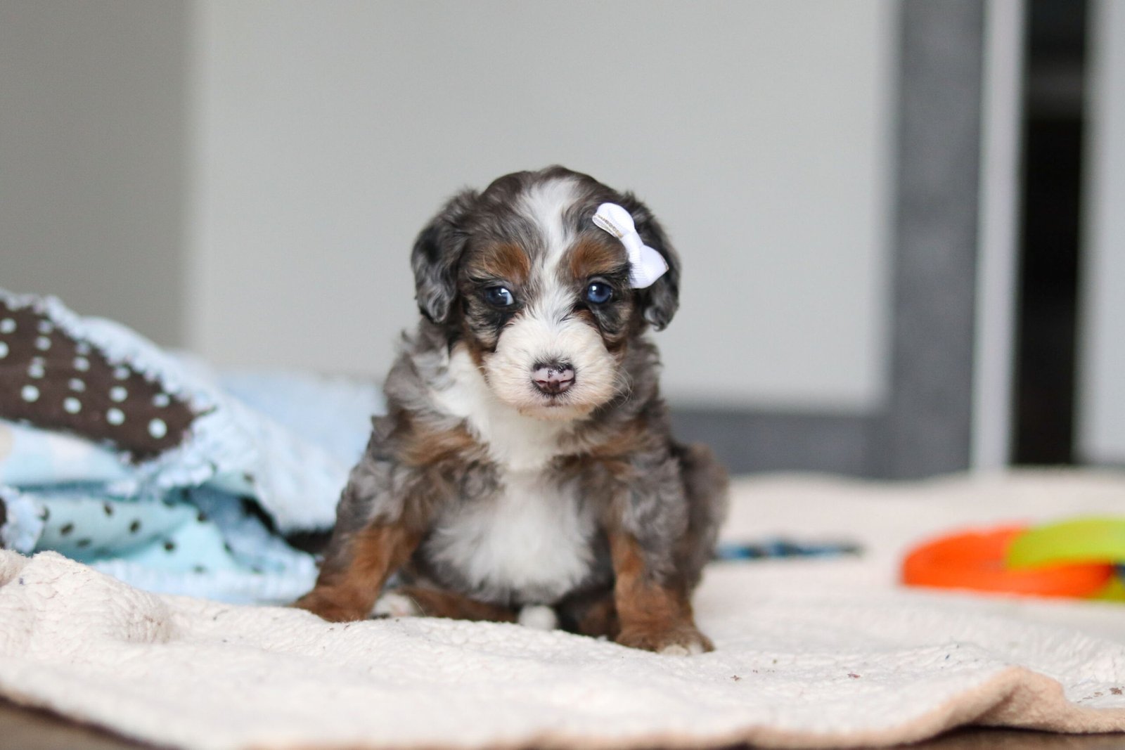 Darla - Image 8