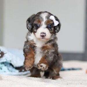 Darla
