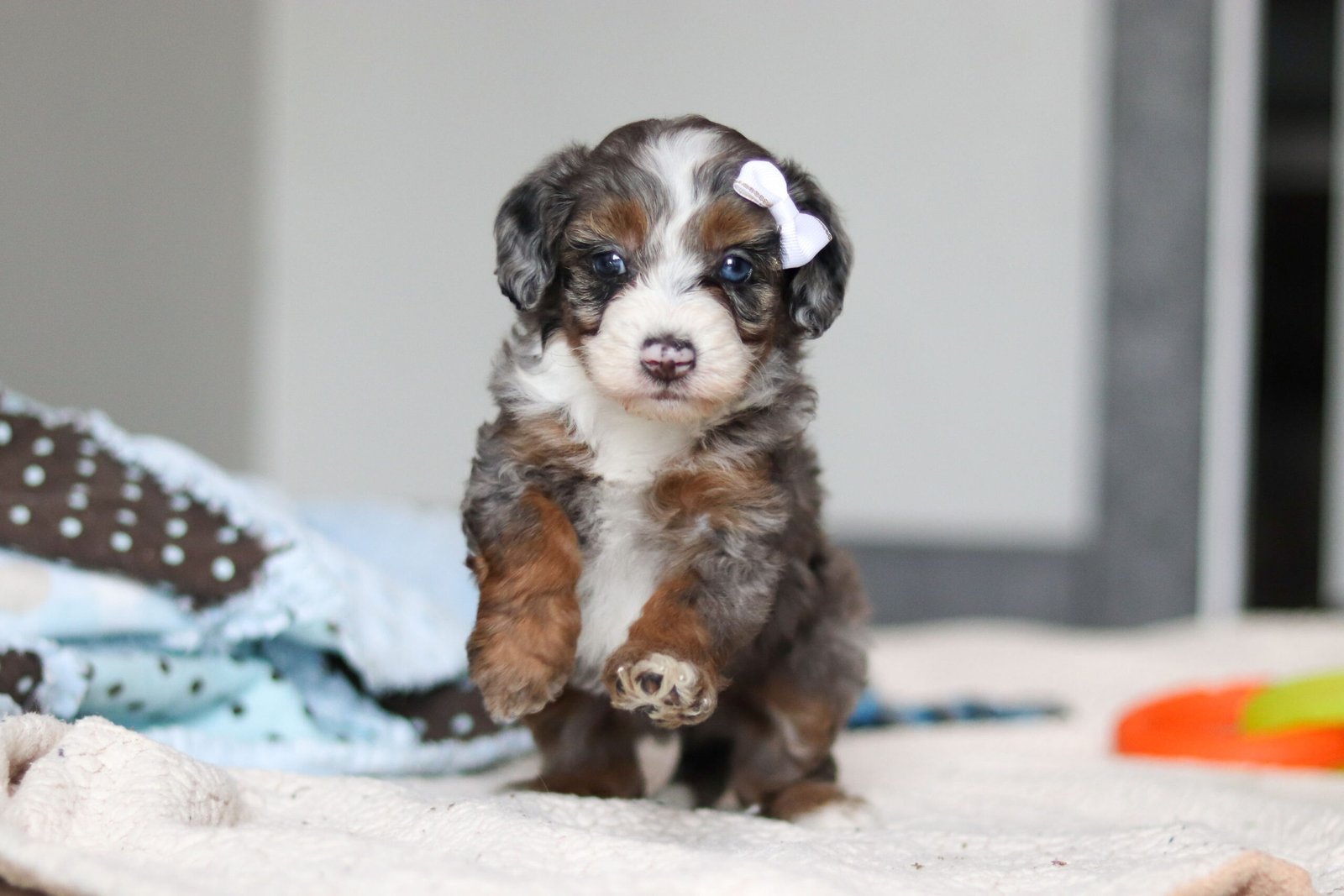 Darla