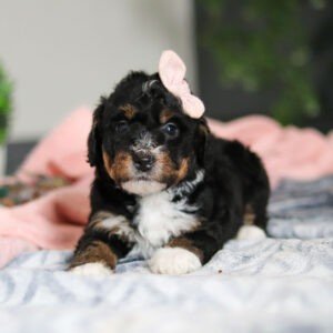 Dolly