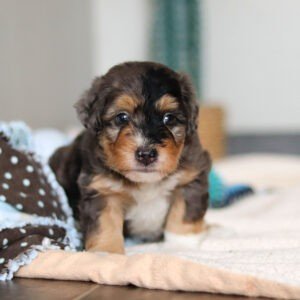 Duke