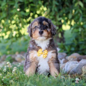 Duke