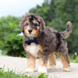 Duke