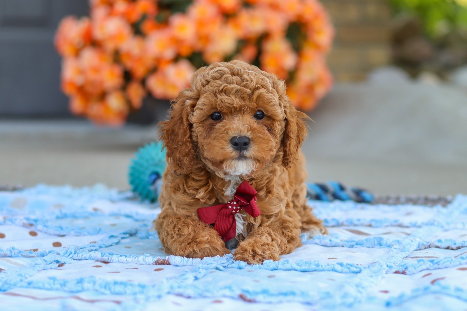 Finn - Image 6