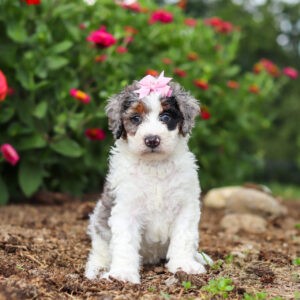 Hazel