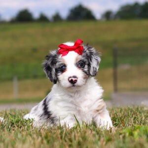 Holly