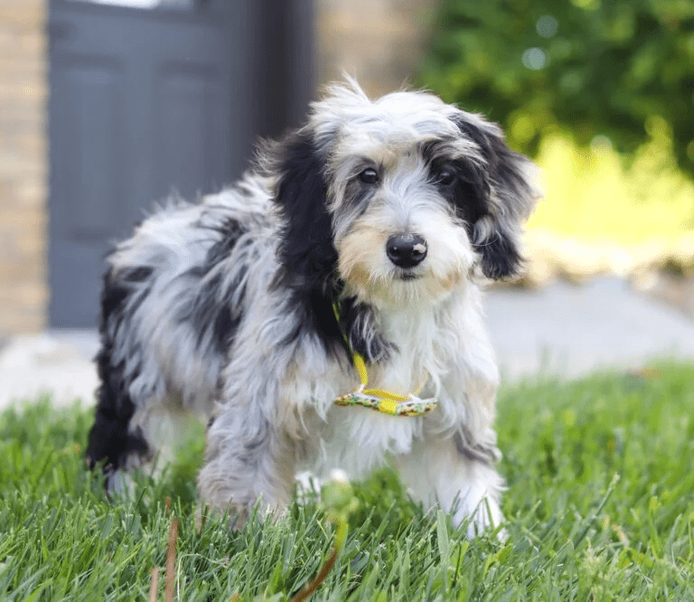 Mini Bernedoodles