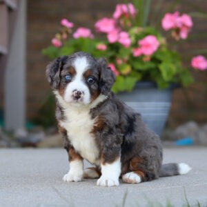 Macy