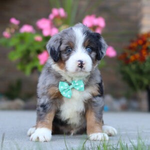 Maverick